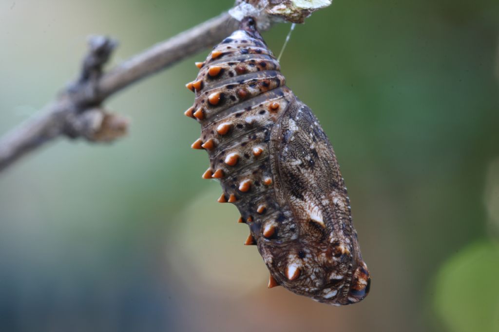 Nymphalidae : Melitaea phoebe? S